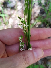 Arabis sagittata borealis