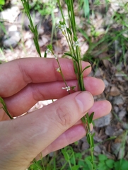 Arabis sagittata borealis
