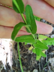 Arabis sagittata borealis