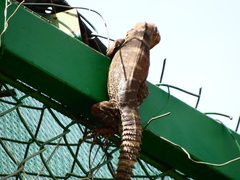 Ctenosaura macrolopha