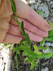 Arabis sagittata borealis