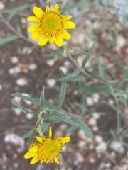 Heliomeris multiflora