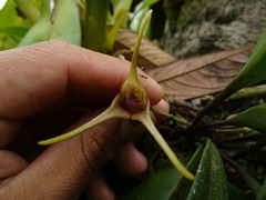Masdevallia