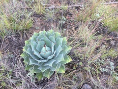 Agave nuusaviorum
