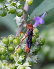 Trogomorpha trogiformis