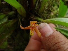 Maxillariinae