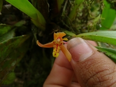 Maxillariinae