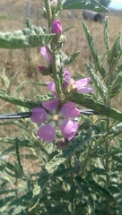 Sphaeralcea angustifolia