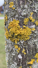 Xanthoria parietina