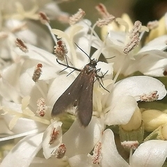 Schreckensteinioidea