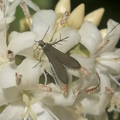 Schreckensteinioidea