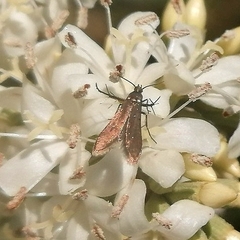 Schreckensteinioidea