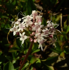 Valeriana acutiloba