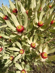 Leucadendron pubibracteolatum