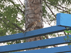 Turdus leucomelas