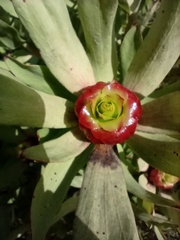 Leucadendron pubibracteolatum