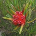 Lambertia formosa - Photo (c) eyeweed, algunos derechos reservados (CC BY-NC-ND)