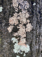 Flavoparmelia caperata