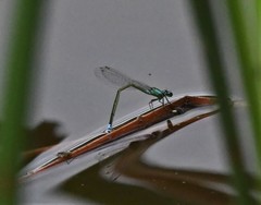 Ischnura damula