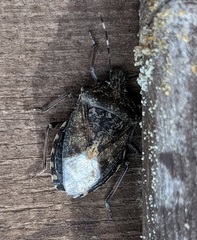 Rhaphigaster nebulosa