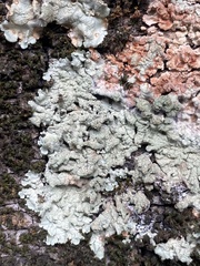 Flavoparmelia caperata