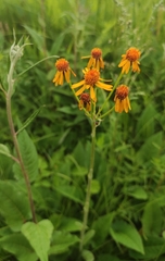 Tephroseris porphyrantha