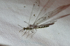Eremoleon femoralis