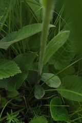 Tephroseris porphyrantha