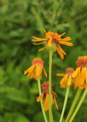 Tephroseris porphyrantha
