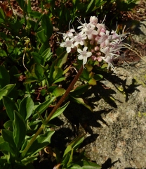 Valeriana acutiloba
