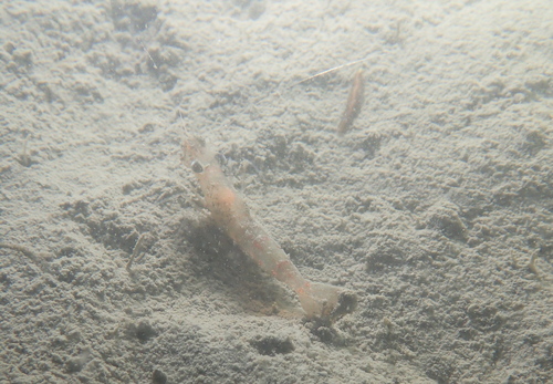 Processa macrophthalma