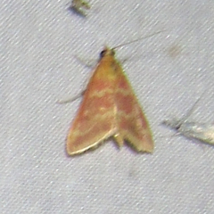 Pyrausta signatalis