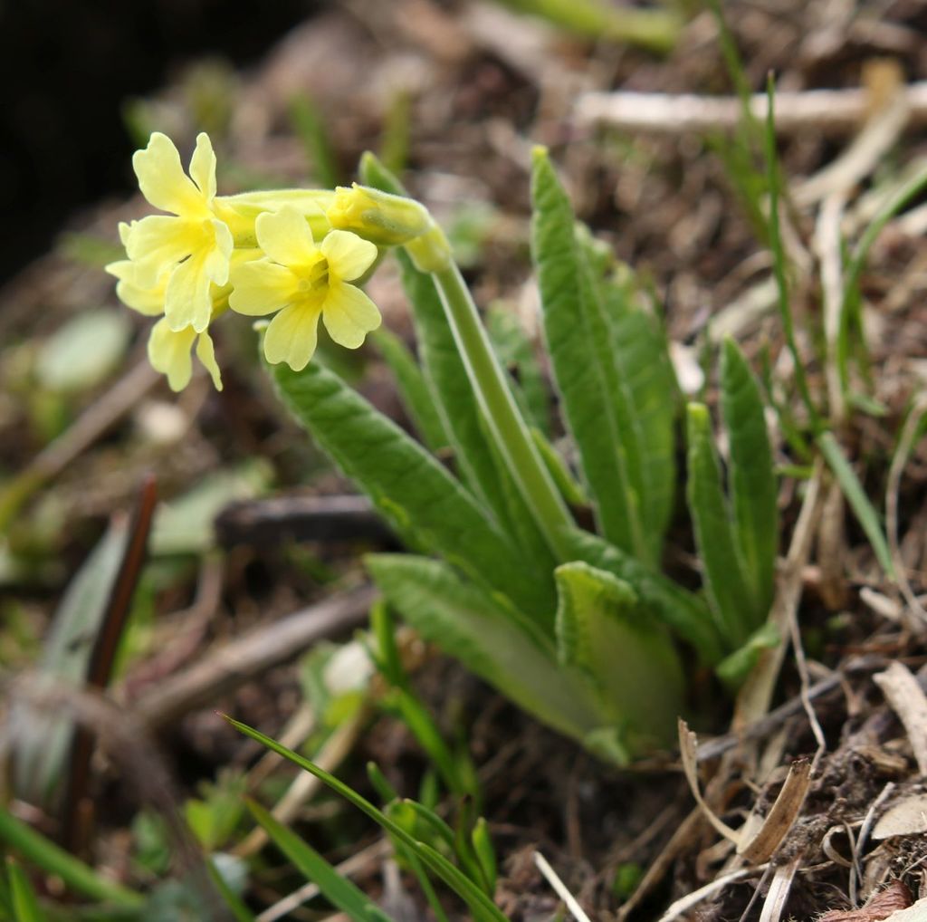Primavera