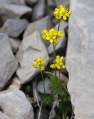 Draba aizoides