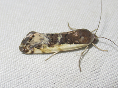 Tarache augustipennis