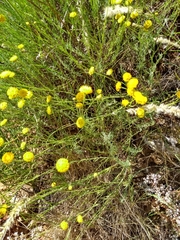 Santolina semidentata