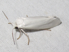 Tegeticula