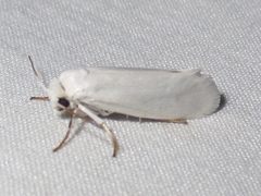 Tegeticula
