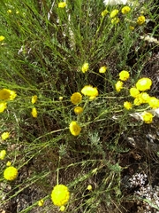 Santolina semidentata