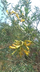 Nicotiana glauca