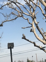 Passer domesticus