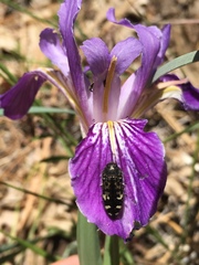 Acmaeodera connexa