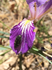 Acmaeodera connexa