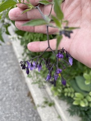 Solanum dulcamara