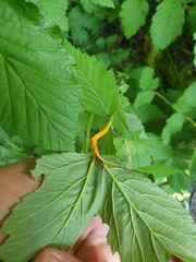 Triphragmium ulmariae