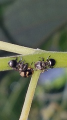 Cephalotes spinosus