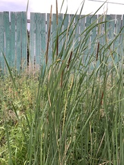 Typha linnaei