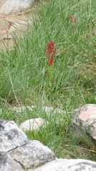 Rumex paucifolius
