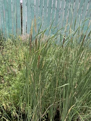 Typha linnaei