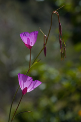Clarkia rostrata